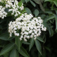 Sambucus javanica subsp. chinensis (Lindl.) Fukuoka